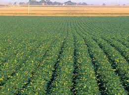 Οι καλλιέργειες είναι ζωτικής σημασίας για τον άνθρωπο